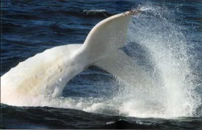 Albino sperm whale Albino sperm whale